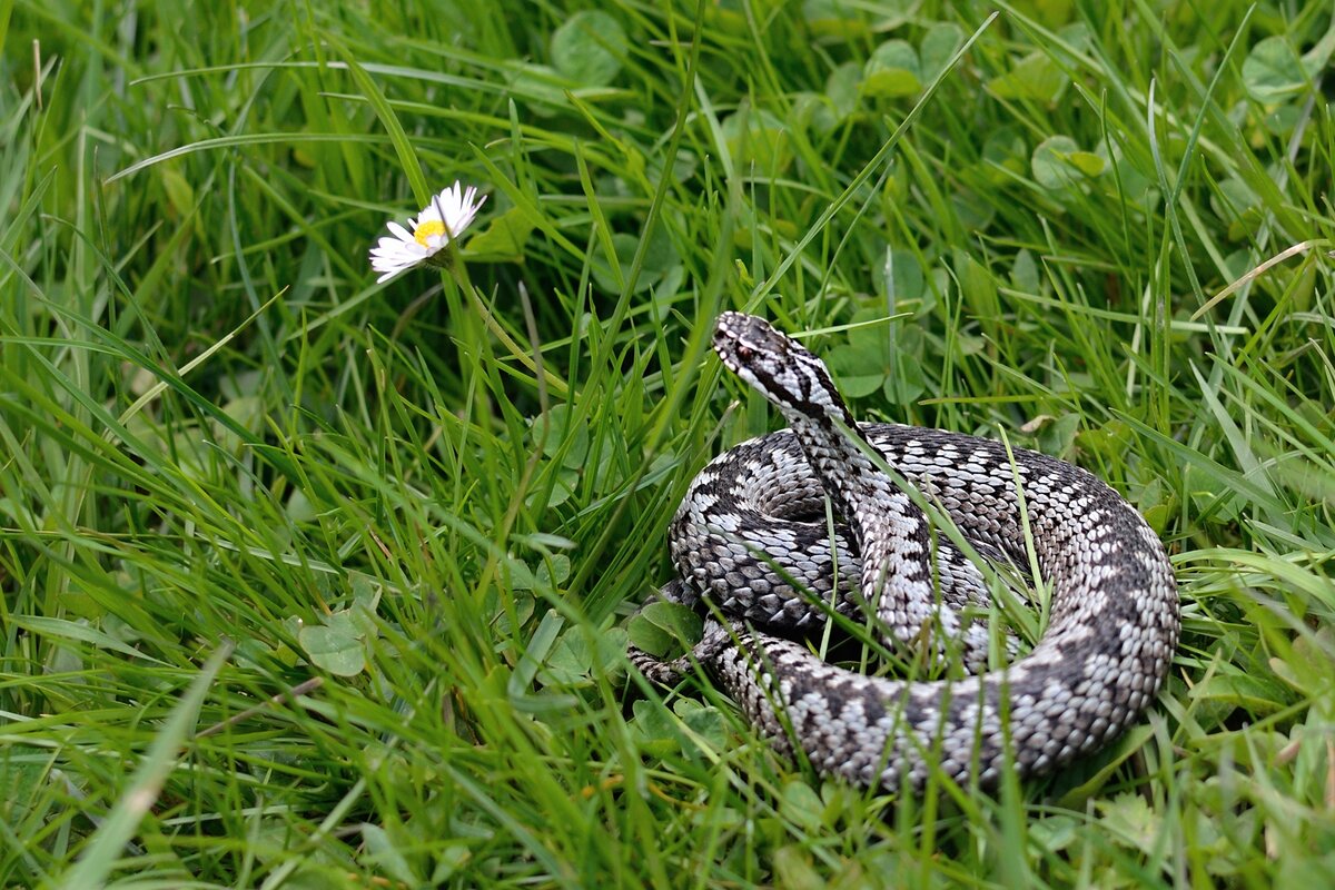 Виды змей и их описание с фото